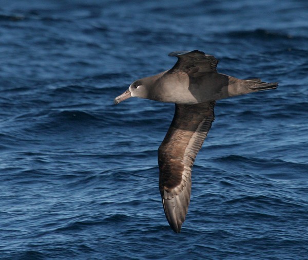 Black-footed Albatross